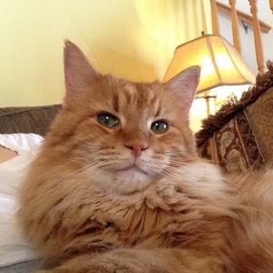 Meet your Posher, Pamela